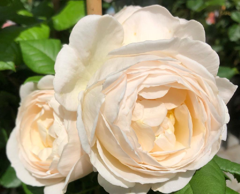 Rosa 'Tan99176' (Uetersener Klosterrose) Crème Klimroos 