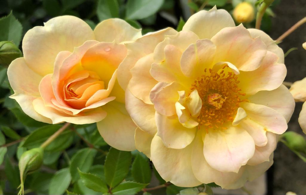 Rosa 'RT 06-514' BIJENWEELDE GEEL Gele Bodembedekkende Roos