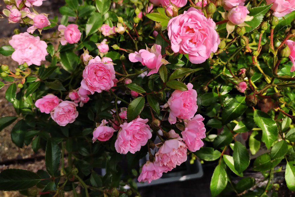 Rosa 'The Fairy' Roze Bodembedekkende Trosroos