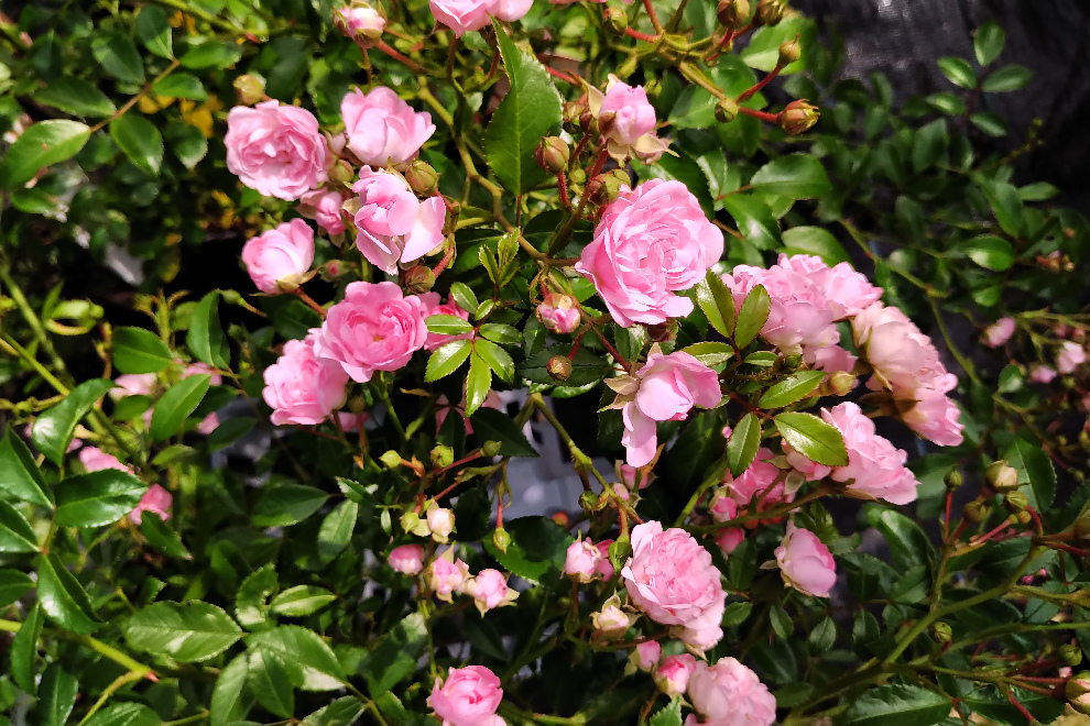 Rosa 'The Fairy' Roze Bodembedekkende Trosroos