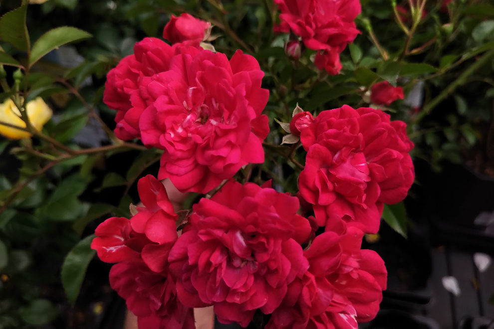 Rosa 'Speryng' (Fairy King) Rozerode Bodembedekkende Roos