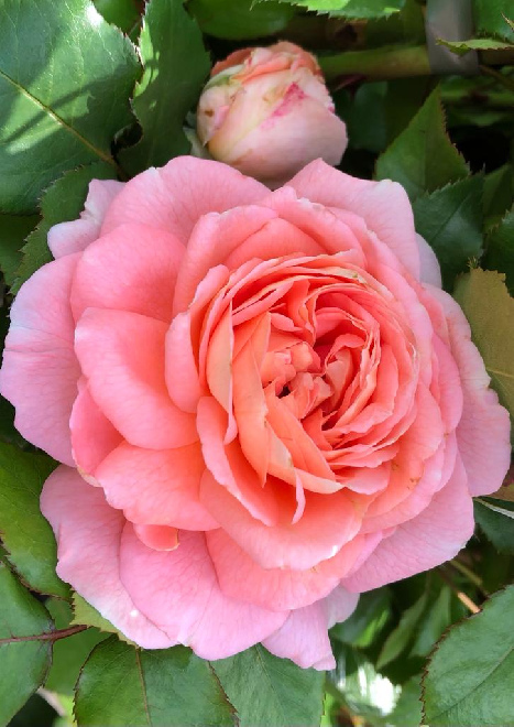Rosa 'Bonita' (Renaissance ®) Zalmoranje Klimroos