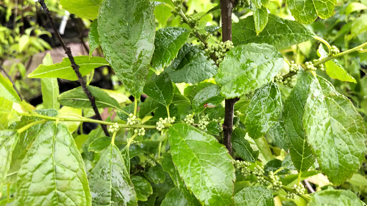 Ilex verticillata 'Jim Dandy' (Mannelijk) Mannelijke Beshulst