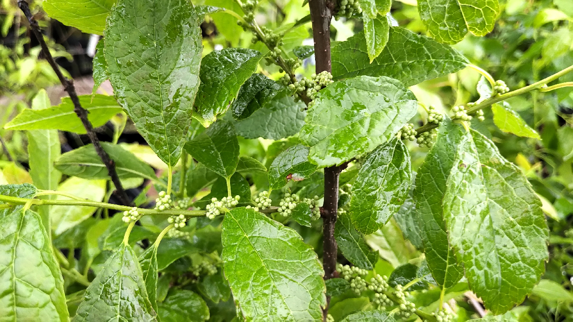 Ilex verticillata 'Jim Dandy' (Mannelijk) Mannelijke Beshulst