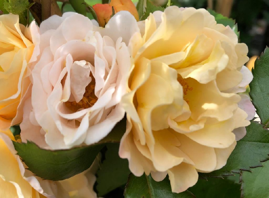 Rosa 'Pas de Deux Courtyard' Klimroos
