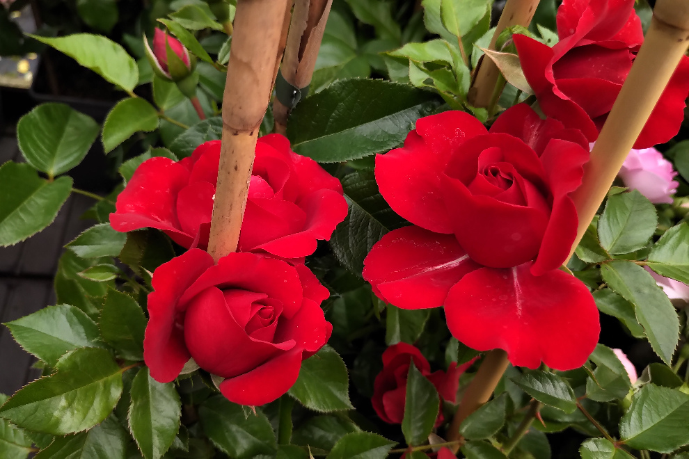 Rosa 'Poulcy014' (Grand Award) Courtyard  Rode Klimroos