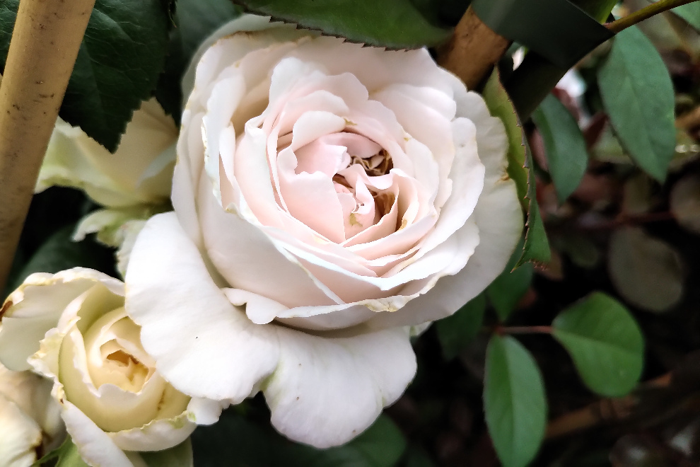 Rosa 'Julia' (Renaissance ®) Lichtroze Klimroos