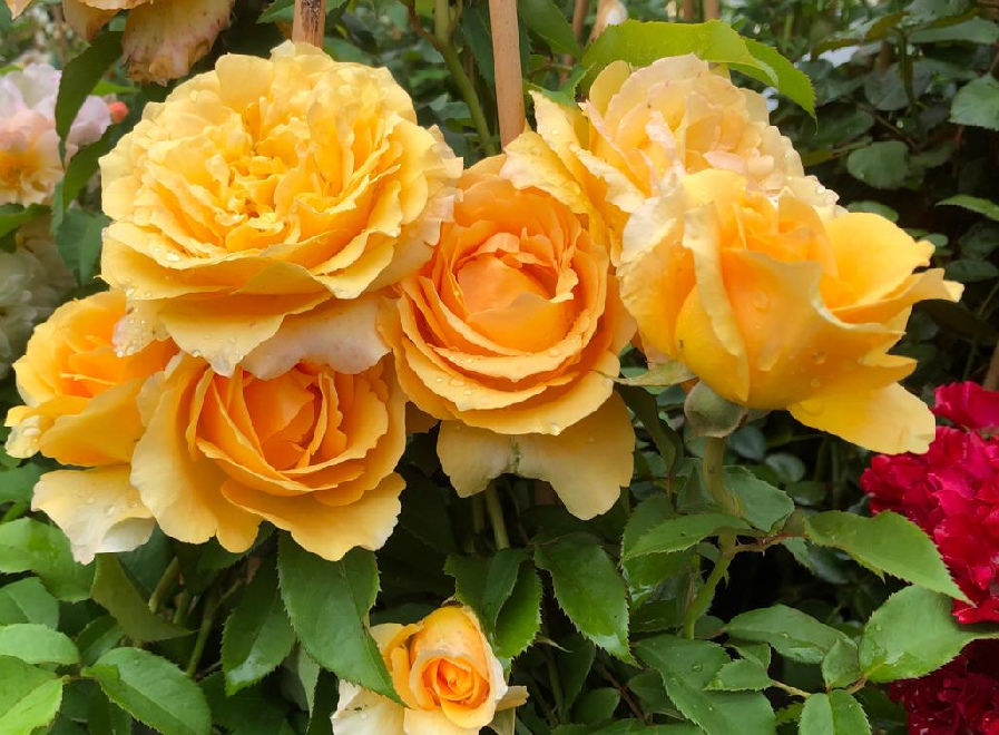 Rosa 'Sophia Renaissance' Abrikoosgele Klimroos