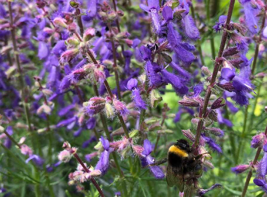 Salvia jurisicii Salie