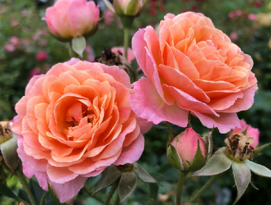Rosa 'Apricot Clementine' Bodembedekkende Trosroos