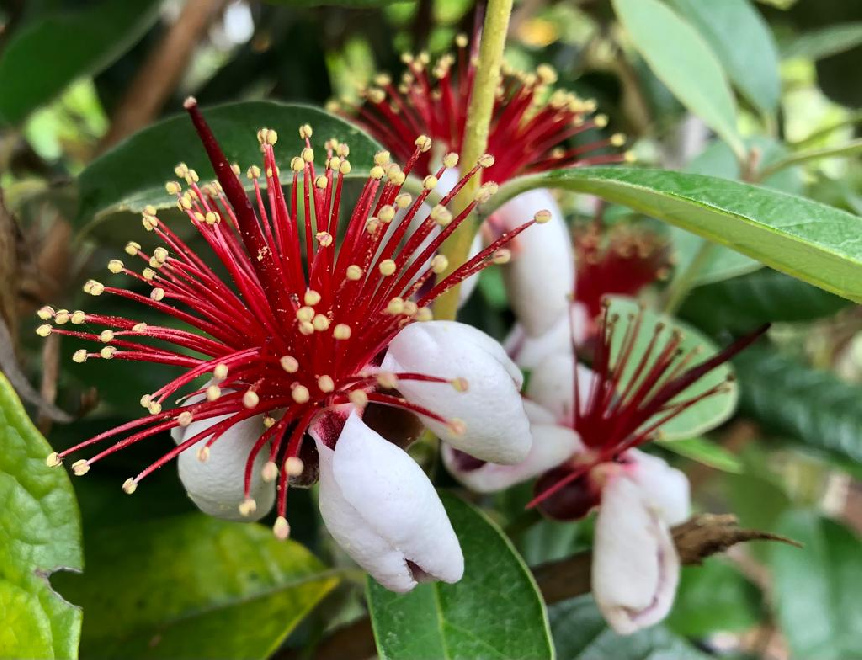 Acca sellowiana ( syn. Feijoa sellowiana) Ananasguave, Braziliaanse guave, Feijoa
