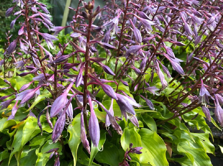 Hosta minor (syn. Hosta ventricosa minor) Paarse Groenbladige Hosta