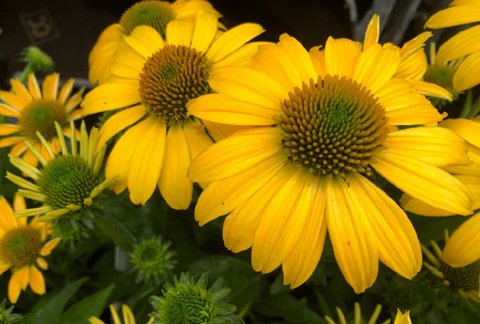 Echinacea 'Balsomemyim' (Sombrero Lemon Yellow) Gele Zonnehoed