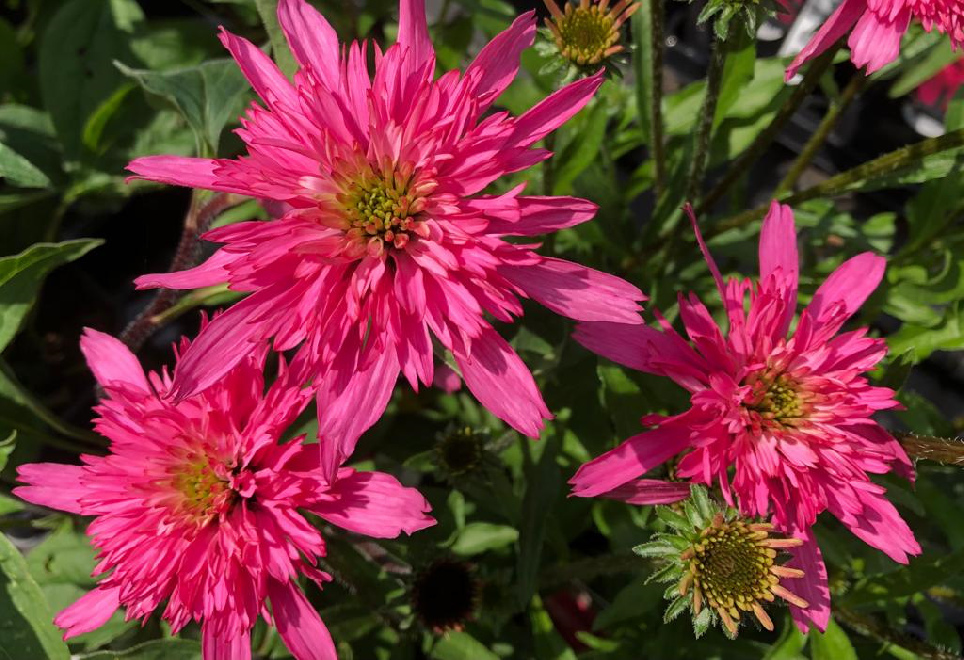 Echinacea 'MINBEL252' (Mini Belle) Zuurstokroze Zonnehoed