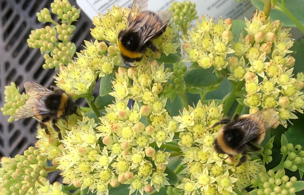 Sedum 'Honey Gold' Lichtgeel Vetkruid
