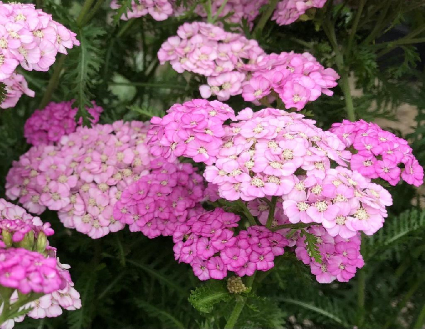 Achillea millefolium 'Apfelblüte' (syn. 'Appleblossom') Lichtroze Duizendblad