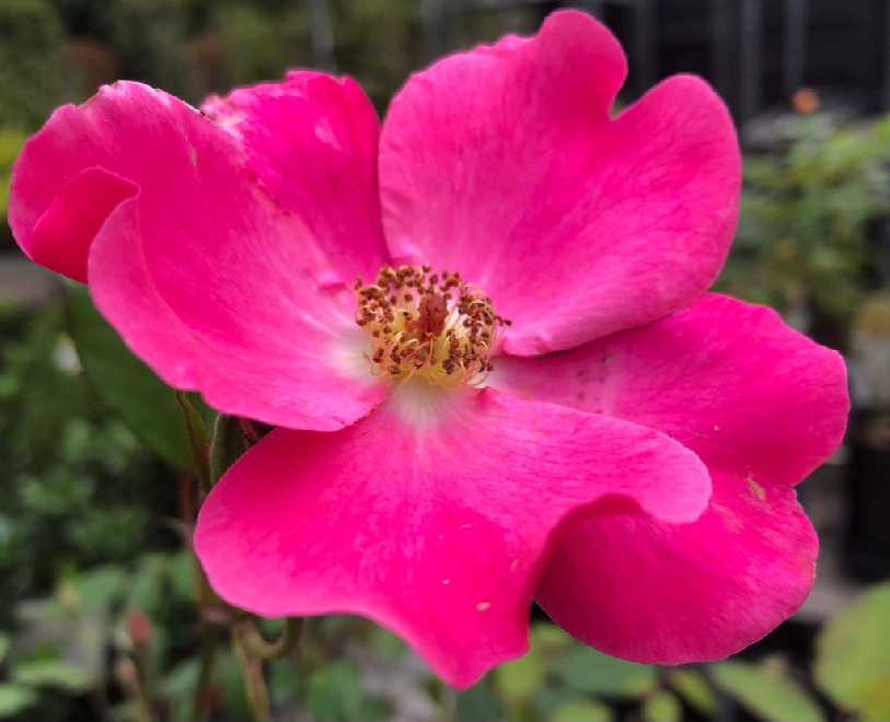 Rosa 'Betty Prior' Roze Trosroos