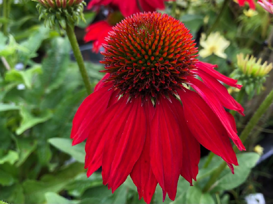 Echinacea 'Balsomred' SALSA RED Dieprode Zonnehoed