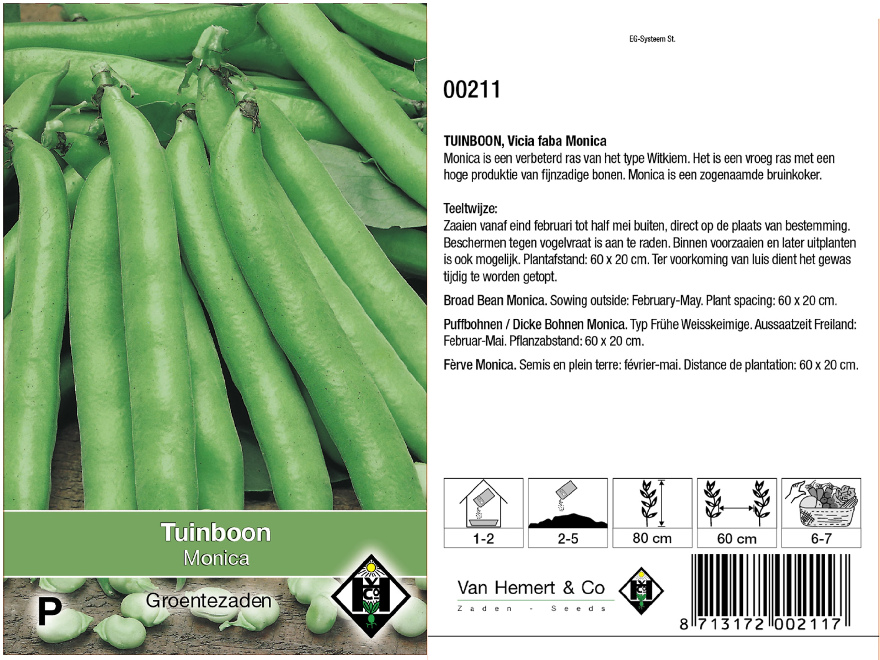 Vicia faba 'Monica' Bruinkokende Tuinboon