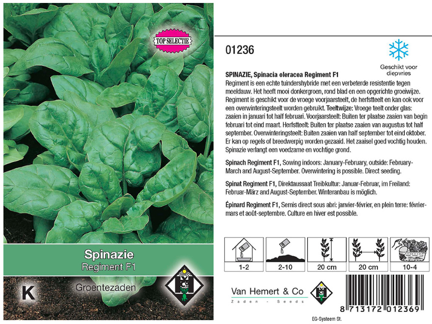 Spinacia oleracea 'Andromeda' (syn. Regiment) Spinazie