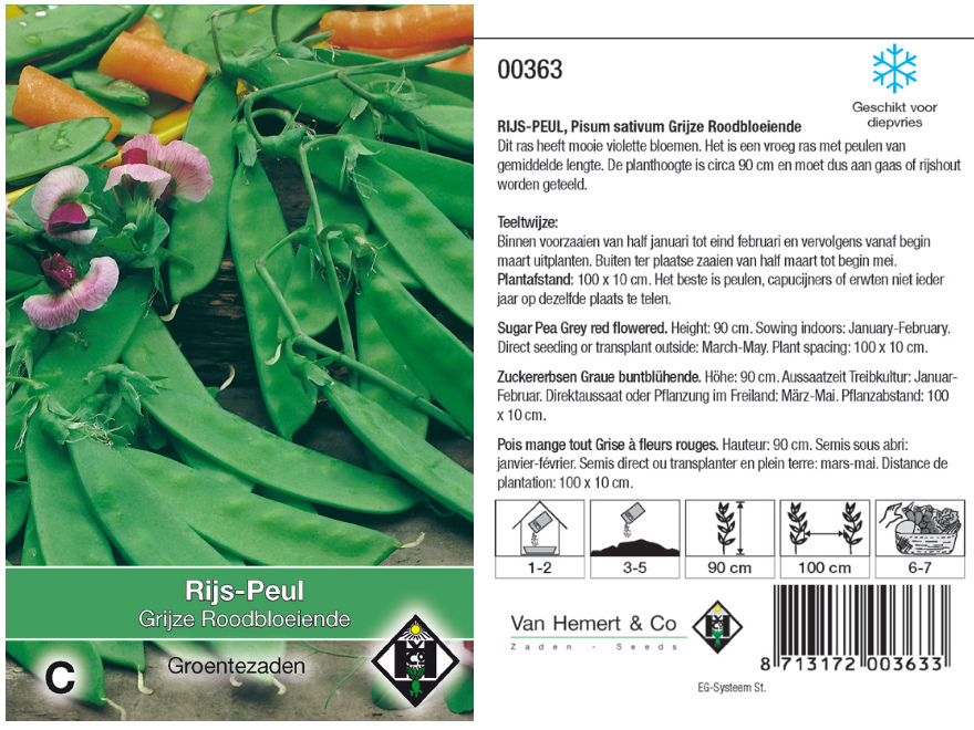 Pisum sativum 'Grijze Roodbloeiende' Violette Rijs-Peul