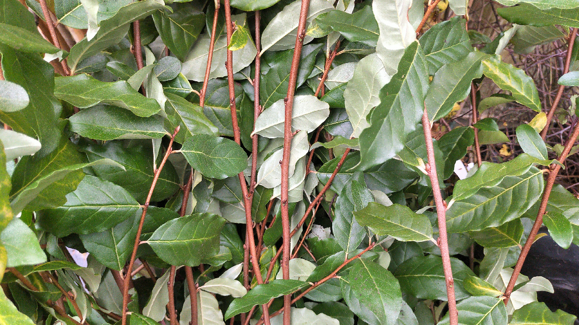 Elaeagnus umbellata Herfstolijf, Olijfwilg
