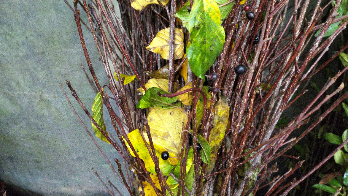 Frangula alnus (syn. Rhamnus frangula) Vuilboom, Wegedoorn, Sporkehout