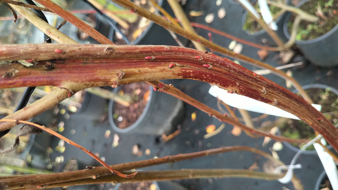 Salix udensis 'Sekka' Bandwilg
