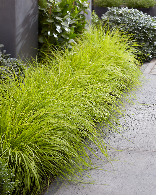 Pennisetum alopecuroides 'JS Jommenik' PBR (Lumen Gold) Zachtgeel Lampepoetsergras
