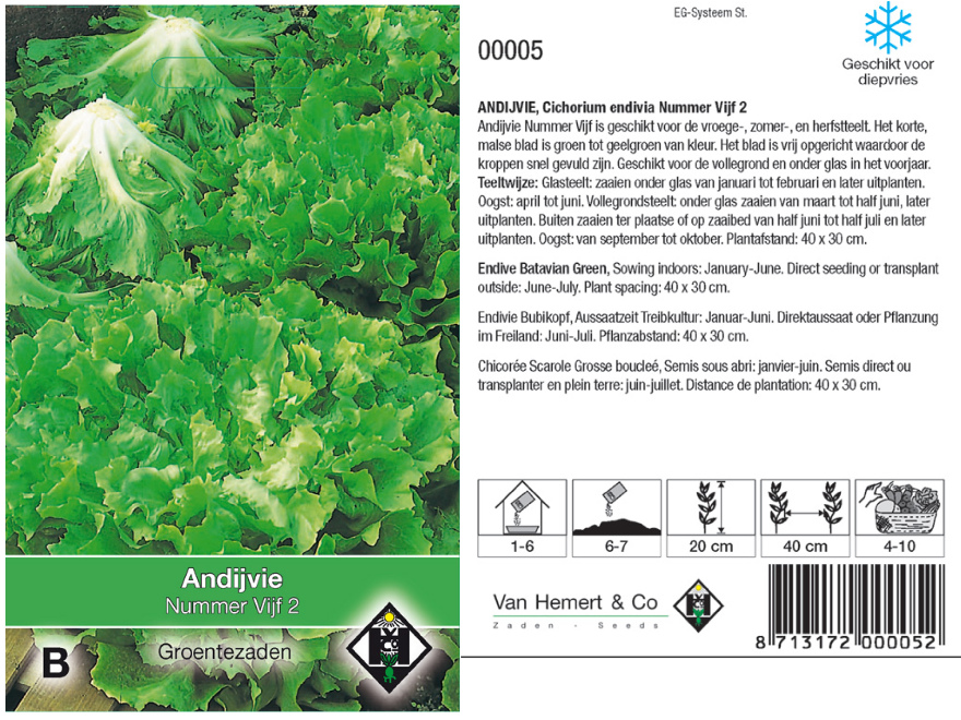 Cichorium endivia 'Nummer Vijf 5' Vroege Andijvie