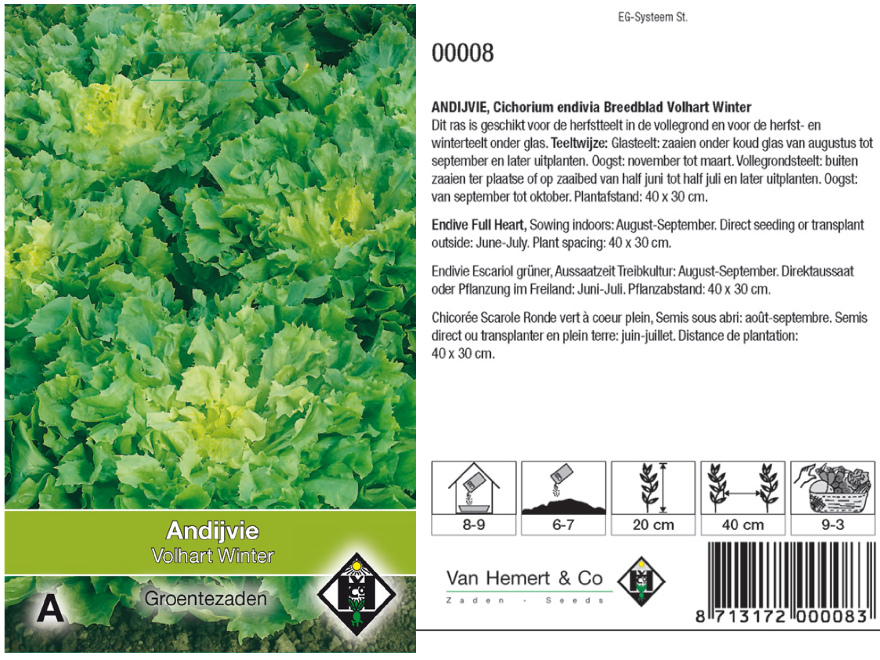 Cichorium endivia 'Breedblad Volhart Winter' WinterAndijvie