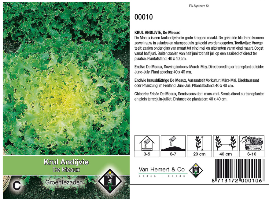 Cichorium endivia 'De Meaux' Vroege KrulAndijvie
