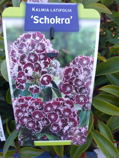 Kalmia latifolia 'Schokra' Lepeltjesboom