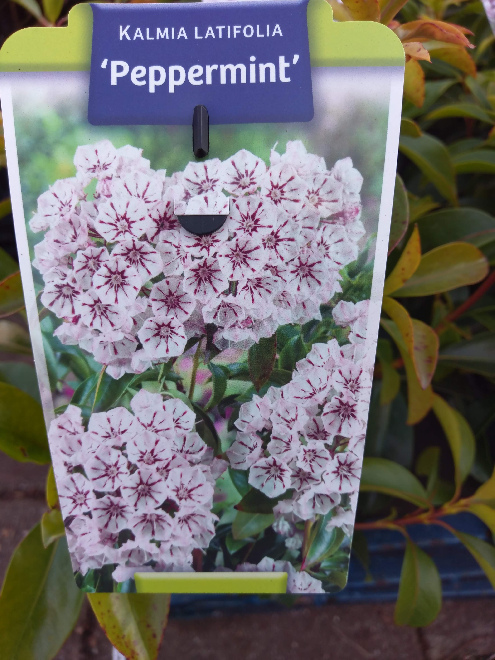 Kalmia latifolia 'Peppermint' Lepeltjesboom