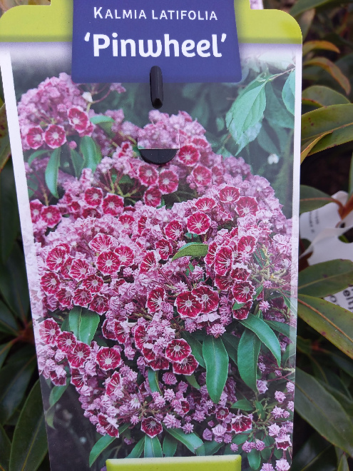 Kalmia latifolia 'Pinwheel' Lepeltjesboom