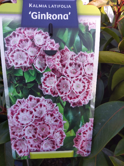 Kalmia latifolia 'Ginkona' Lepeltjesboom