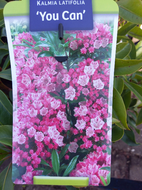 Kalmia latifolia 'You Can' Lepeltjesboom