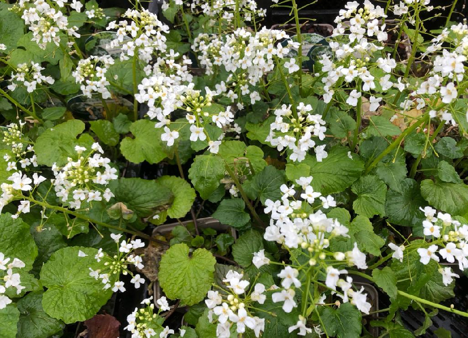 Pachyphragma macrophyllum Kaukasisch Breedblad