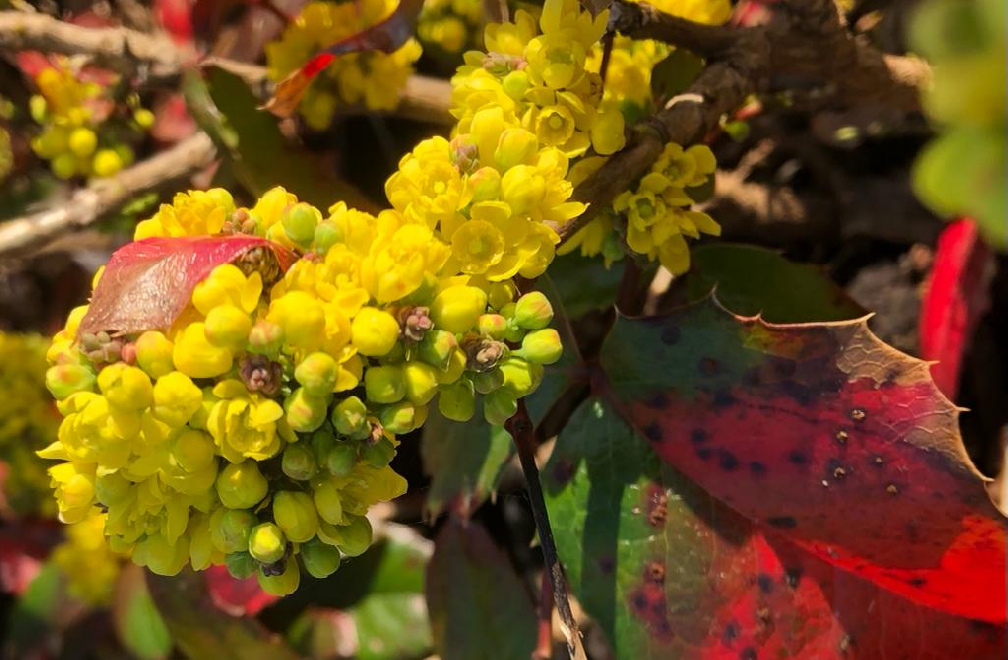 Mahonia aquifolium 'Darthil'PBR (Hillary) Gele Mahoniestruik