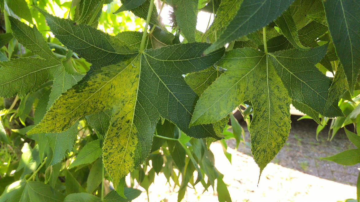 Liquidambar styraciflua 'Variegata' Bontbladige Amberboom