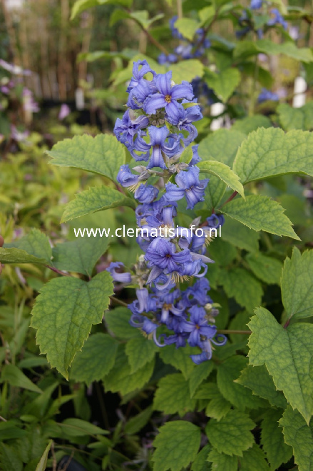 Clematis 'Cassandra' Blauwe Struikvormige Bosrank