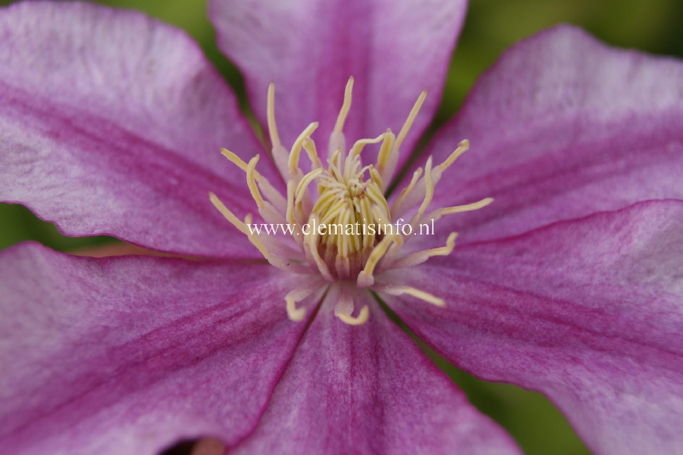Clematis 'Grazyna' (Lasting Love) Roze Grootbloemige Bosrank