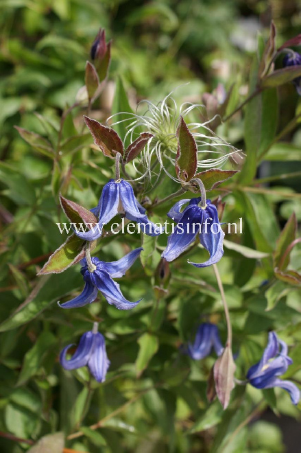 Clematis 'Diversifolia Olgae' (syn. 'Olgae') Donkerblauwe Struikvormige Bosrank