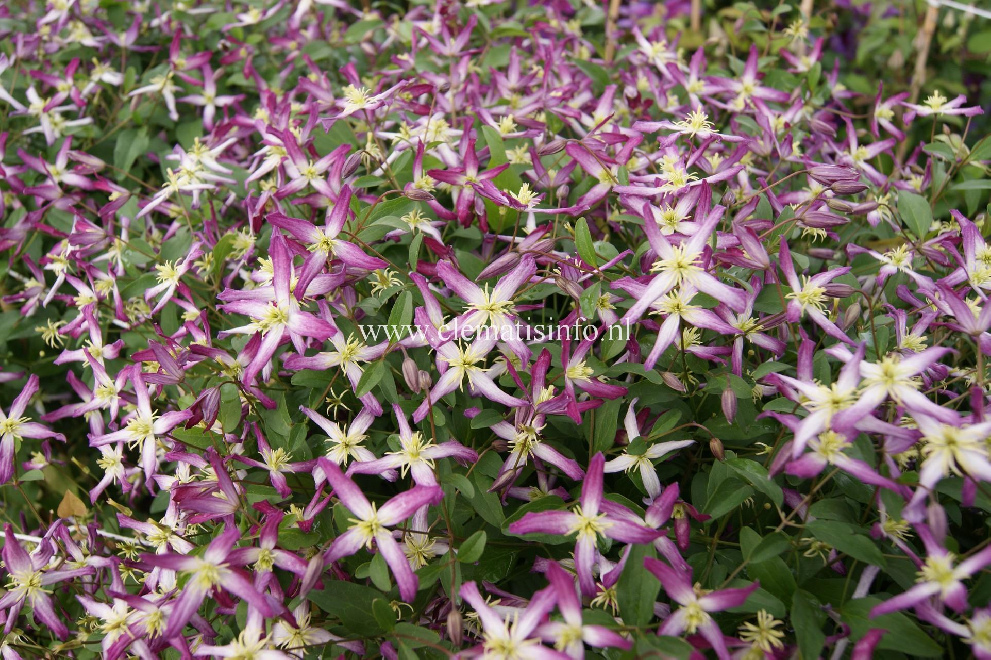 Clematis triternata 'Rubromarginata' Paars met Witte Bosrank