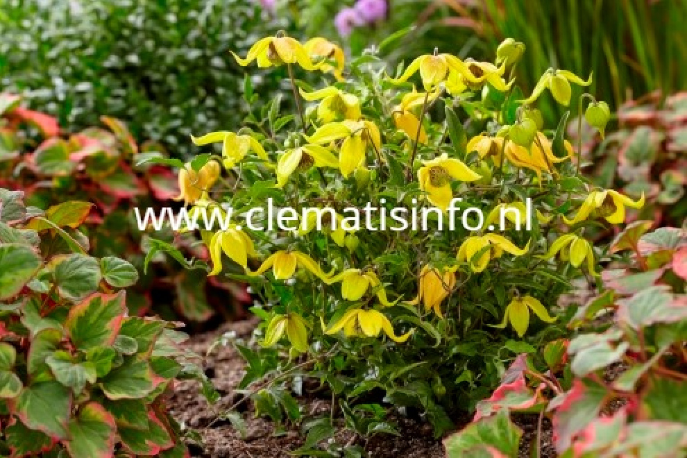 Clematis 'ZO14100' (Little Lemons) Gele Dwergvormige Bosrank