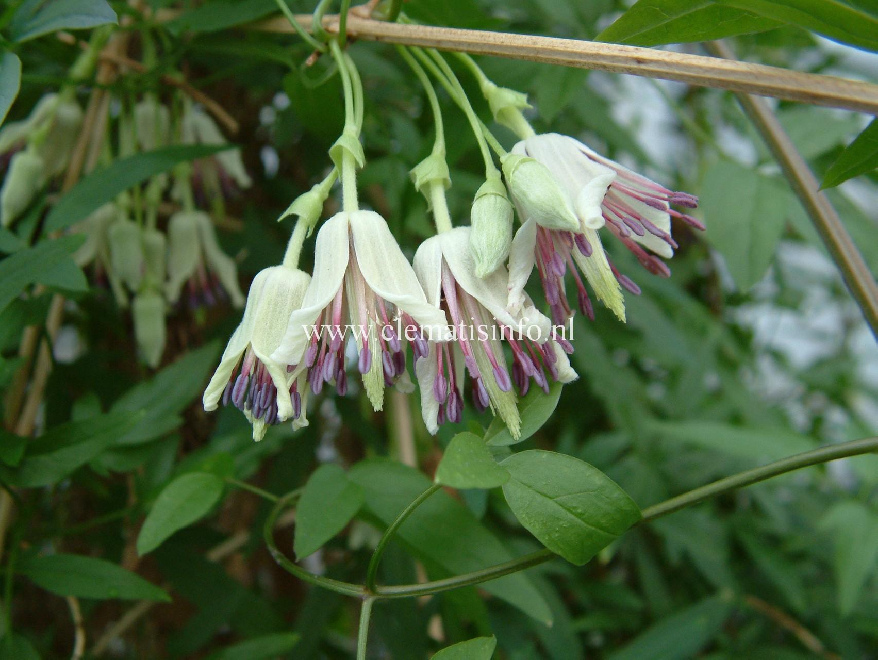 Clematis napaulensis Geelwitte Winterbloeiende Bosrank