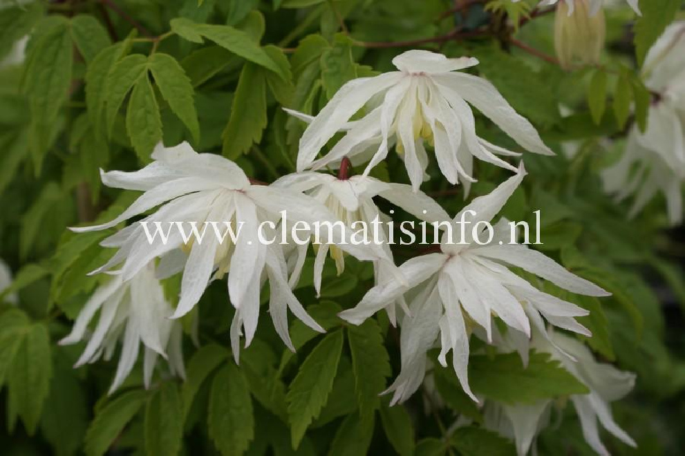 Clematis 'Albina Plena' Gevulde Witte Bosrank
