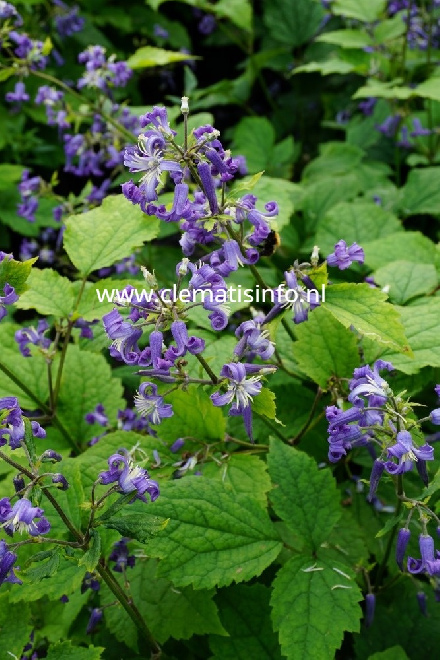 Clematis 'Eclipse' Blauwe Bosrank