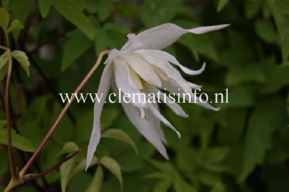 Clematis 'Broughton Bride' Witte Bosrank