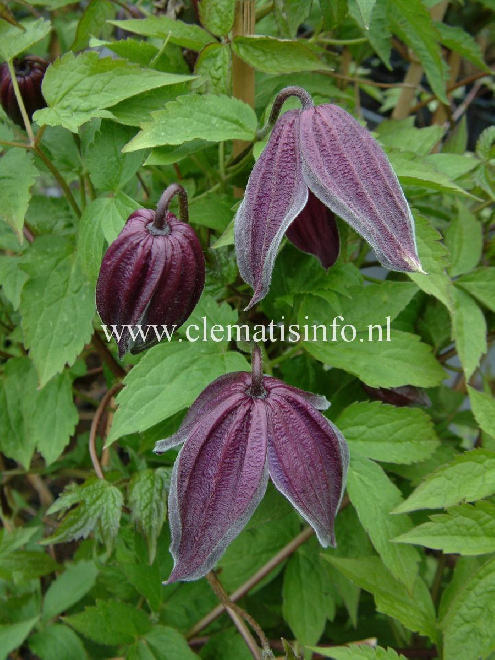 Clematis 'Brunette' Donkerpaarse Bosrank